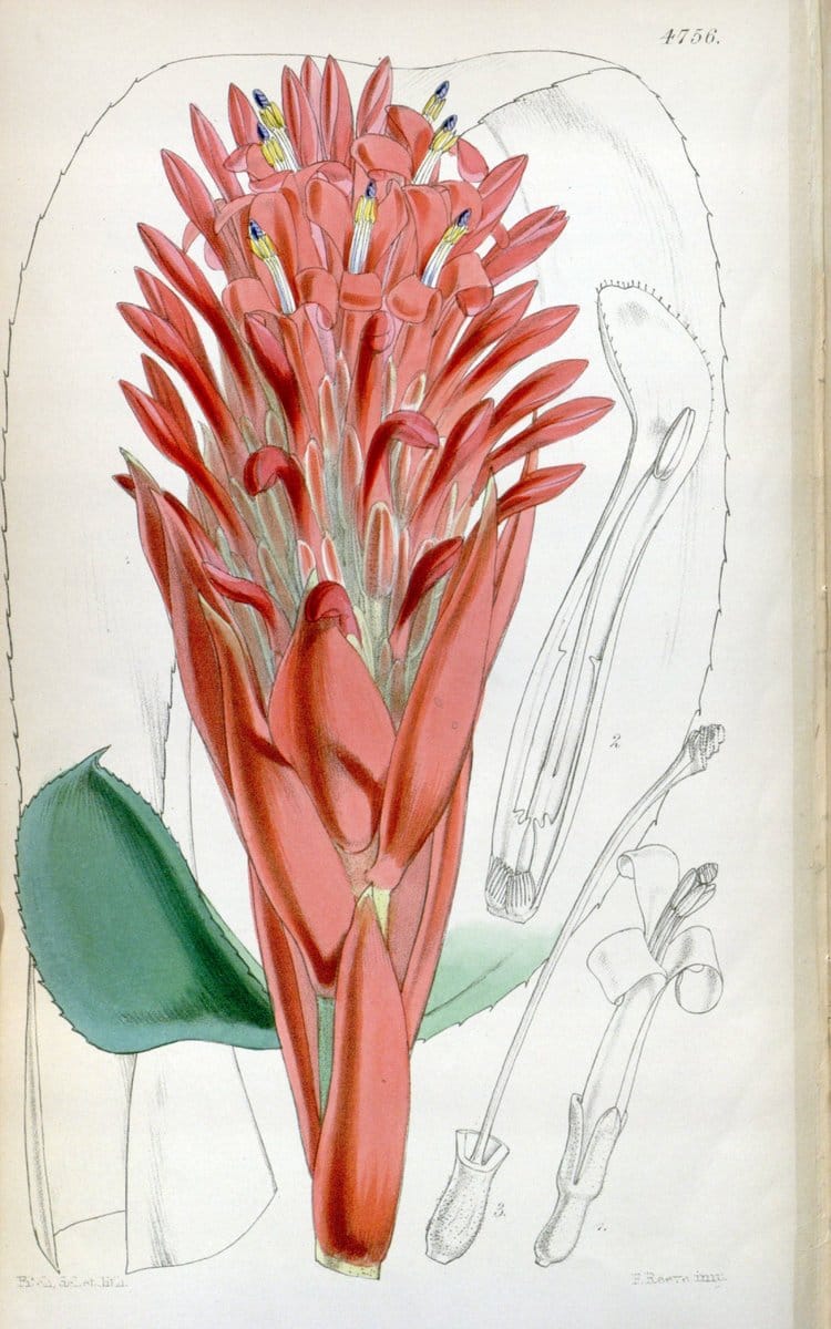 Curtis's botanical magazine. London ; New York [etc.] :Academic Press [etc.]. | "Botanical illustration" Botany Periodicals "Pictorial works" "Plants, Ornamental"  | Vintage Print Reproduction 450816