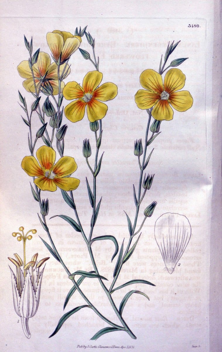 Curtis's botanical magazine. London ;New York [etc.] :Academic Press [etc.]. | Botany Periodicals "Pictorial works"  | Vintage Print Reproduction 450822