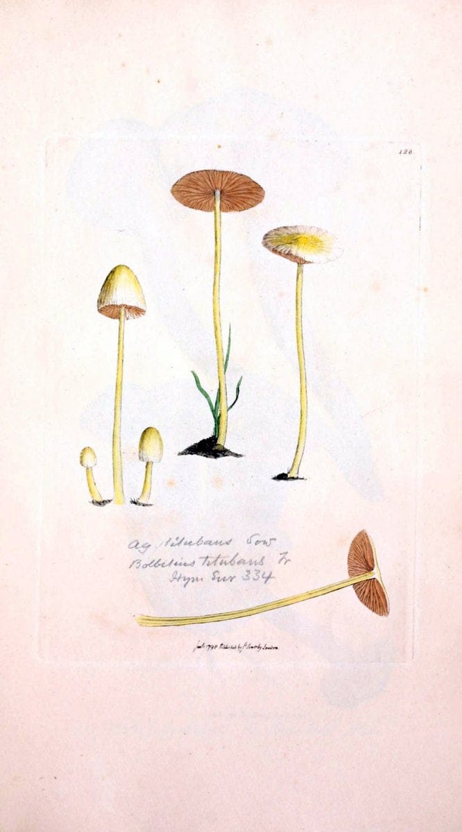 Coloured figures of English fungi or mushrooms. London,Printed by J. Davis,1797-[1809]. | England Mushrooms  | Vintage Print Reproduction 450825