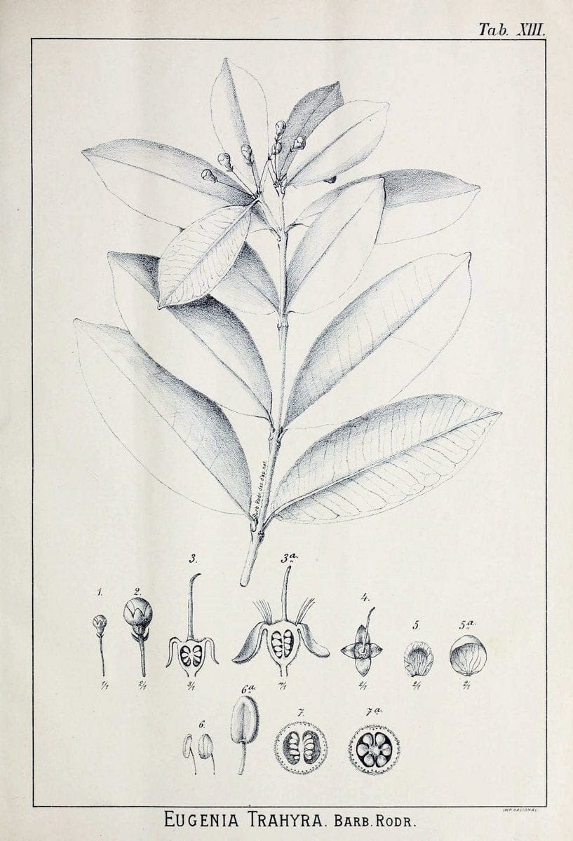 Contributions du Jardin botanique de Rio de Janeiro /.Rio de Janeiro :L'Etoile du Sud,1901-1907.  | Botany Brazil | Vintage Print Reproduction 450829