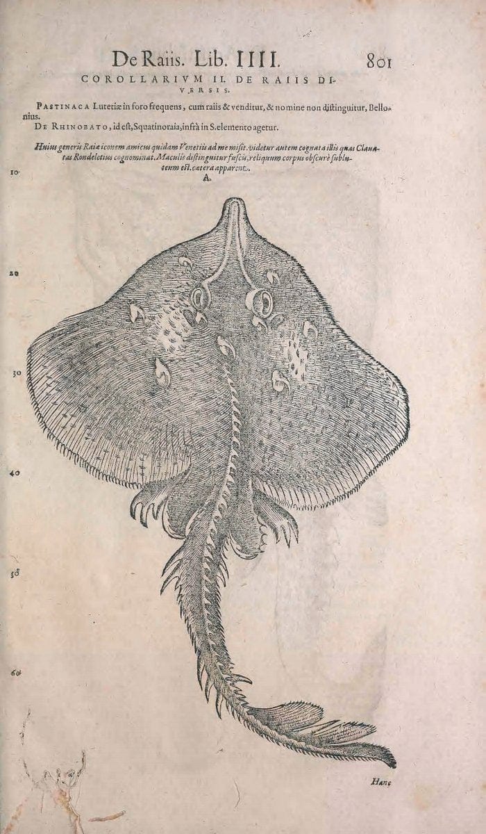 Conradi Gesneri medici Tigurini Historiae animalium liber IV :.Francofurti :In Bibliopol | "Early works to 1800" Fishes Mollusks "Pre-Linnean works" Zoology | Vintage Print Reproduction 450830