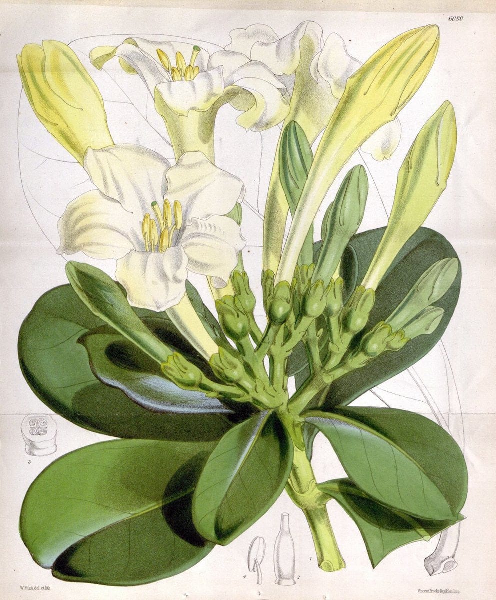 Curtis's botanical magazine. London ; New York [etc.] :Academic Press [etc.]. | "Botanical illustration" Botany Periodicals "Pictorial works" "Plants, Ornamental"  | Vintage Print Reproduction 450834