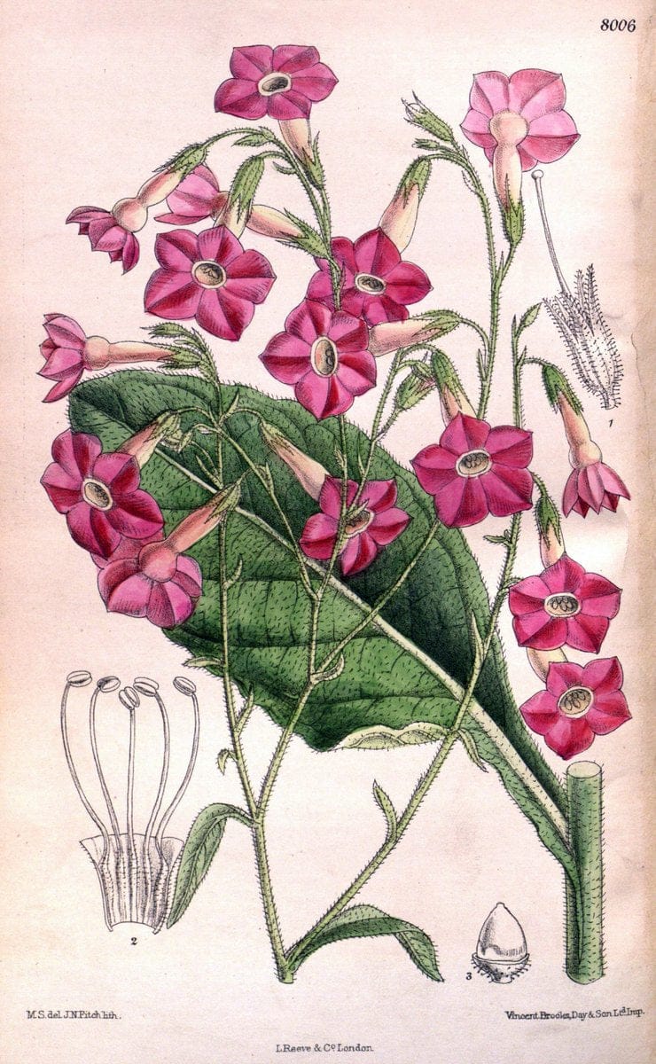 Curtis's botanical magazine. London ; New York [etc.] :Academic Press [etc.]. | "Botanical illustration" Botany Periodicals "Pictorial works" "Plants, Ornamental"  | Vintage Print Reproduction 450836