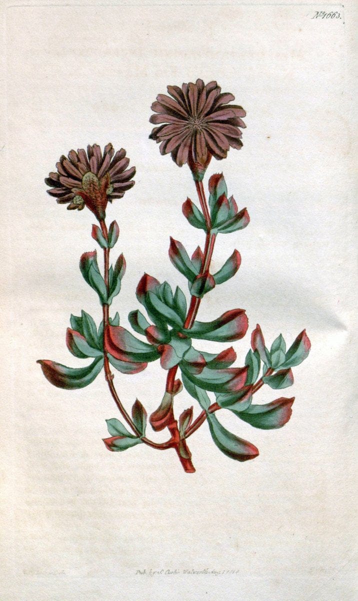 Curtis's botanical magazine. London ; New York [etc.] :Academic Press [etc.]. | "Botanical illustration" Botany Periodicals "Pictorial works" "Plants, Ornamental"  | Vintage Print Reproduction 450839