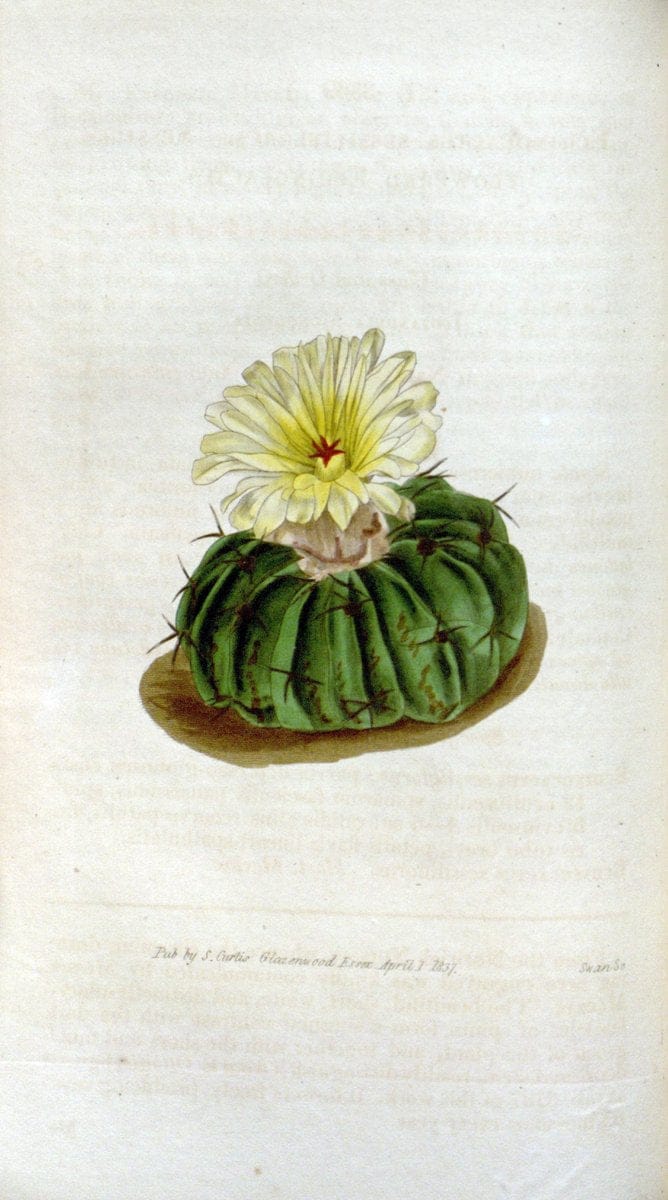 Curtis's botanical magazine. London ; New York [etc.] :Academic Press [etc.]. | "Botanical illustration" Botany Periodicals "Pictorial works" "Plants, Ornamental"  | Vintage Print Reproduction 450841