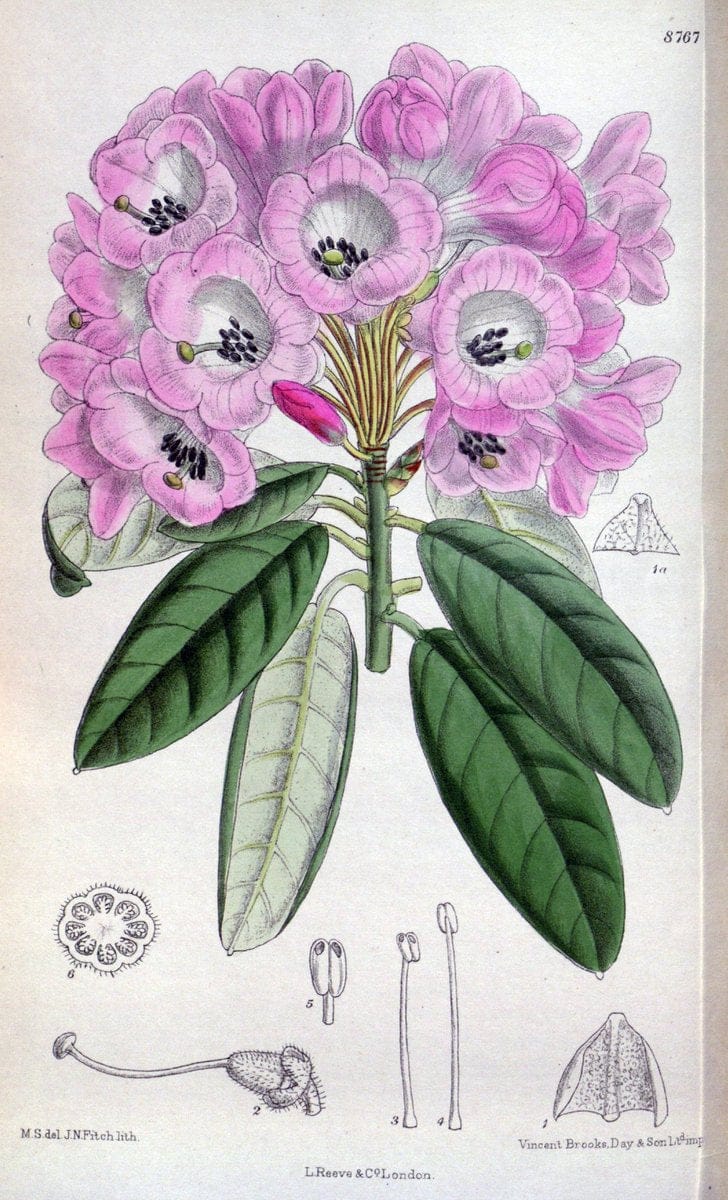 Curtis's botanical magazine. London ; New York [etc.] :Academic Press [etc.]. | "Botanical illustration" Botany Periodicals "Pictorial works" "Plants, Ornamental"  | Vintage Print Reproduction 450842