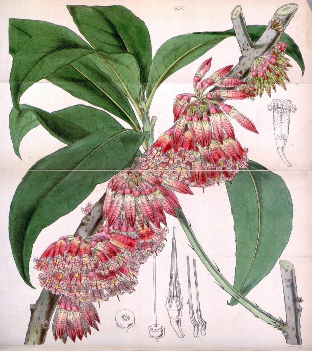 Curtis's botanical magazine. London ; New York [etc.] :Academic Press [etc.]. | "Botanical illustration" Botany Periodicals "Pictorial works" "Plants, Ornamental"  | Vintage Print Reproduction 450843