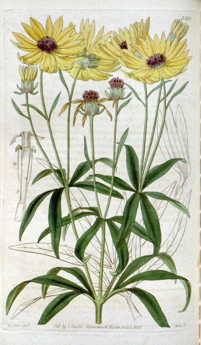 Curtis's botanical magazine. London ; New York [etc.] :Academic Press [etc.]. | "Botanical illustration" Botany Periodicals "Pictorial works" "Plants, Ornamental"  | Vintage Print Reproduction 450845