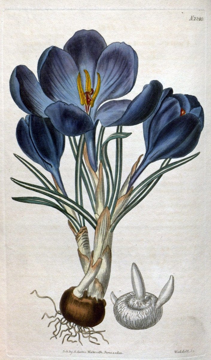 Curtis's botanical magazine. London ; New York [etc.] :Academic Press [etc.]. | "Botanical illustration" Botany Periodicals "Pictorial works" "Plants, Ornamental"  | Vintage Print Reproduction 450847