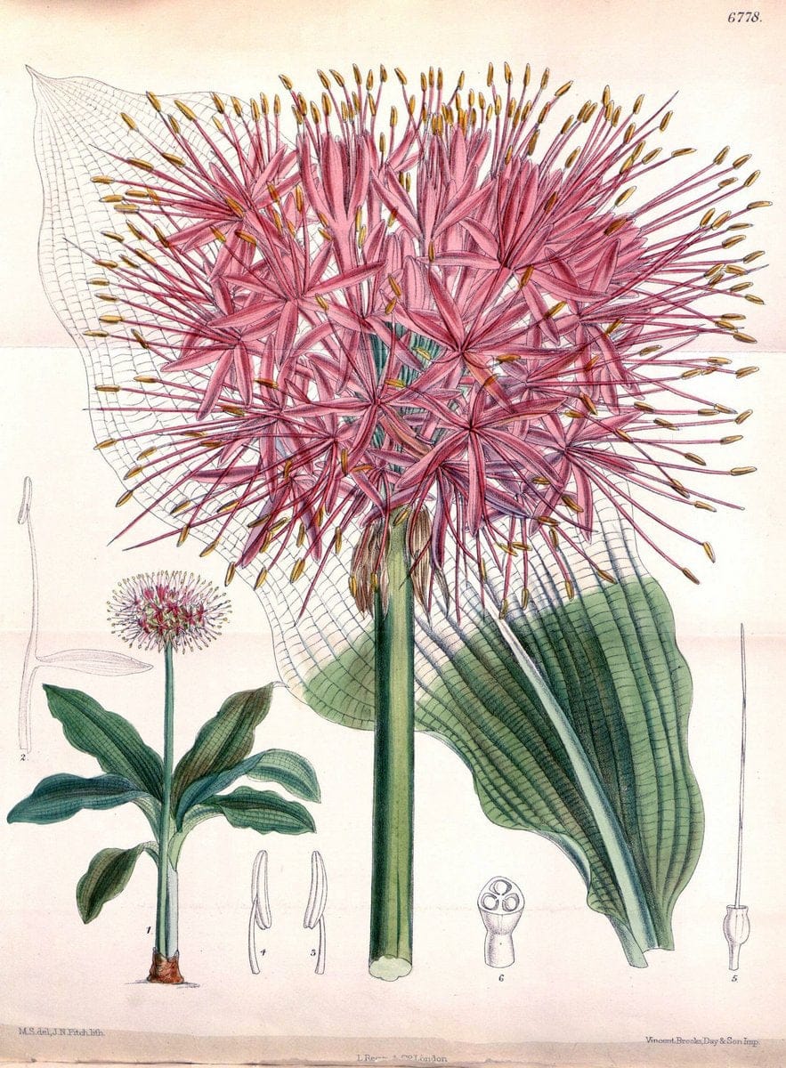 Curtis's botanical magazine. London ; New York [etc.] :Academic Press [etc.]. | "Botanical illustration" Botany Periodicals "Pictorial works" "Plants, Ornamental"  | Vintage Print Reproduction 450848