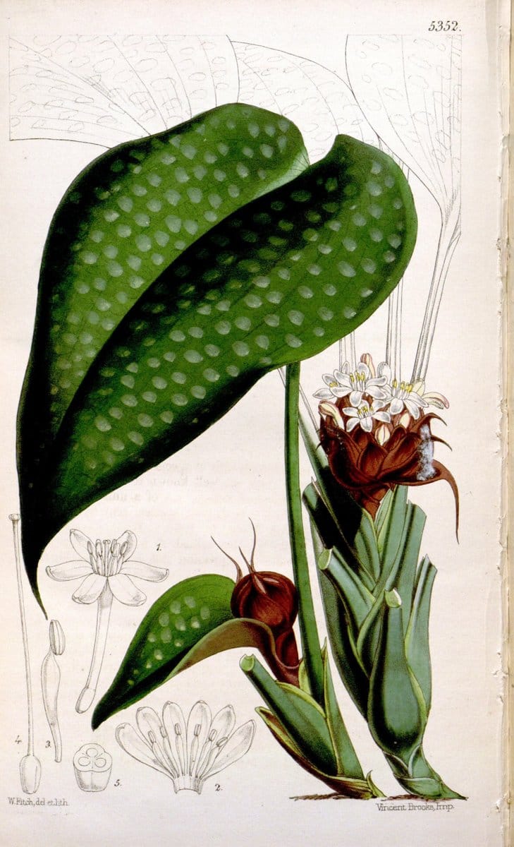 Curtis's botanical magazine. London ; New York [etc.] :Academic Press [etc.]. | "Botanical illustration" Botany Periodicals "Pictorial works" "Plants, Ornamental"  | Vintage Print Reproduction 450854