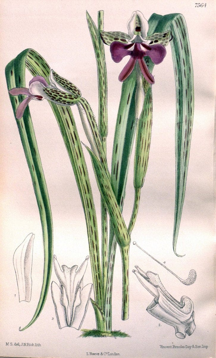 Curtis's botanical magazine. London ; New York [etc.] :Academic Press [etc.]. | "Botanical illustration" Botany Periodicals "Pictorial works" "Plants, Ornamental"  | Vintage Print Reproduction 450856