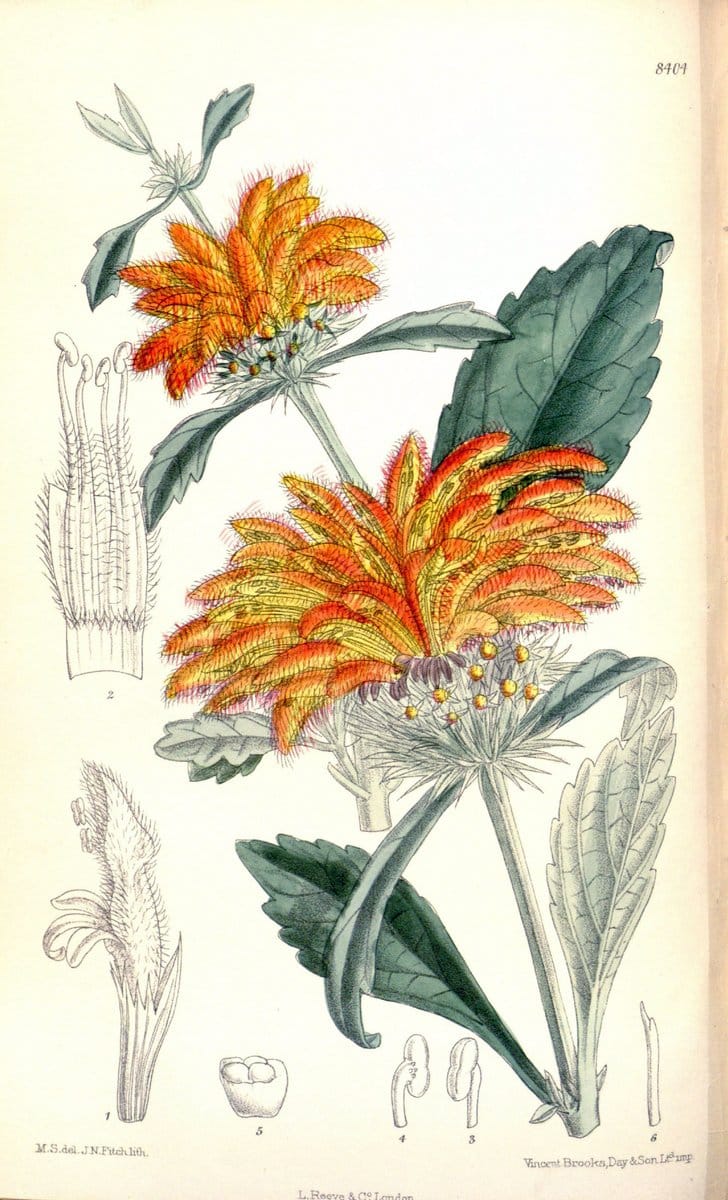 Curtis's botanical magazine. London ; New York [etc.] :Academic Press [etc.]. | "Botanical illustration" Botany Periodicals "Pictorial works" "Plants, Ornamental"  | Vintage Print Reproduction 450857