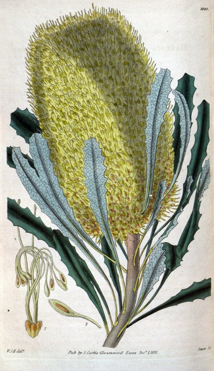 Curtis's botanical magazine..London ;New York [etc.] :Academic Press [etc.]. |  | Vintage Print Reproduction 450860