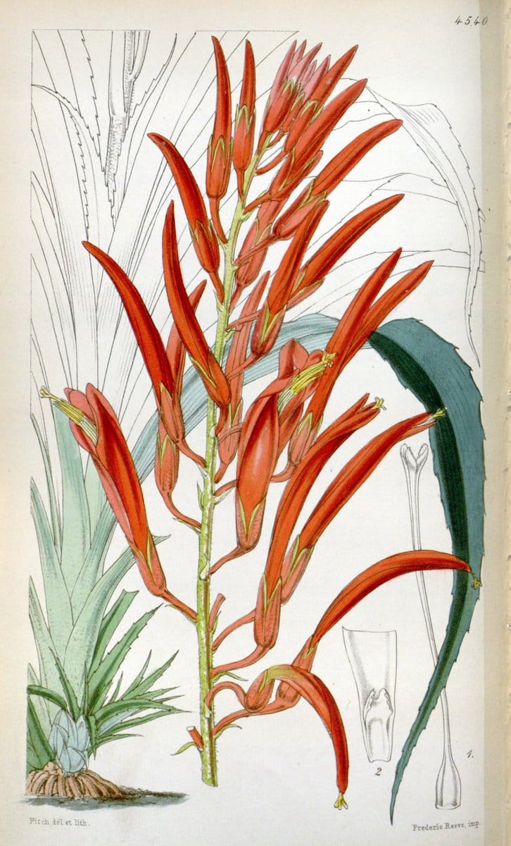 Curtis's botanical magazine. London ;New York [etc.] :Academic Press [etc.]. | Botany Periodicals "Pictorial works"  | Vintage Print Reproduction 450863
