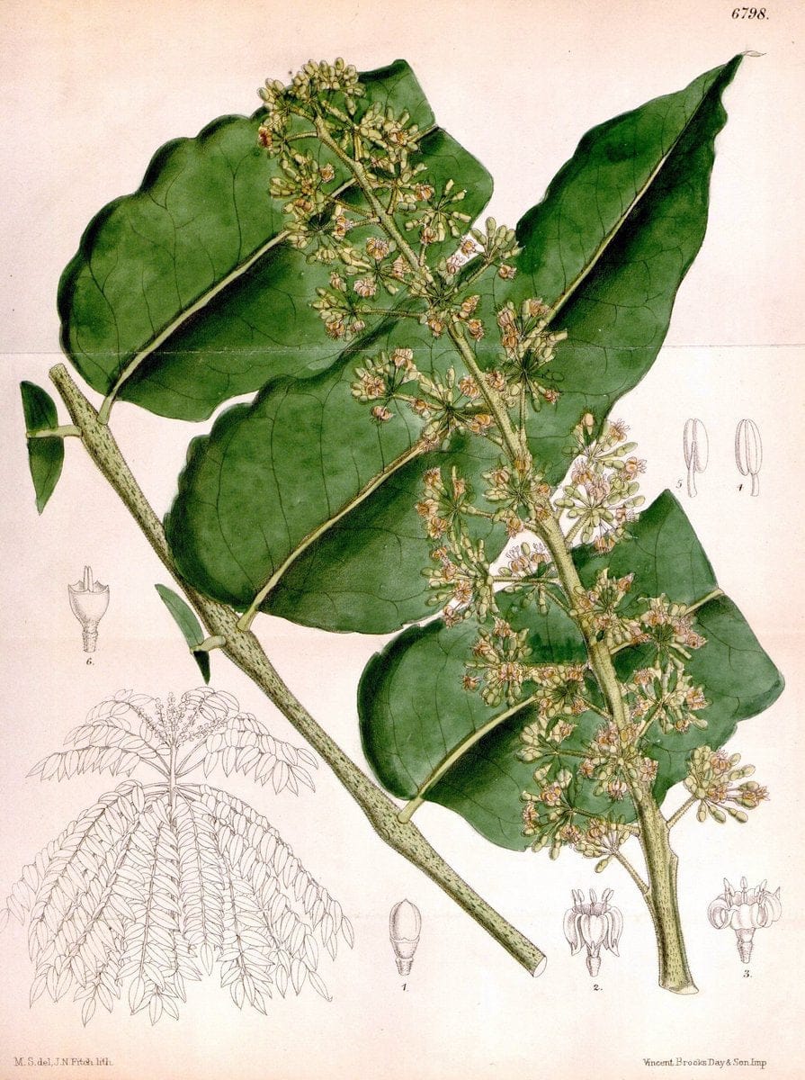 Curtis's botanical magazine. London ; New York [etc.] :Academic Press [etc.]. | "Botanical illustration" Botany Periodicals "Pictorial works" "Plants, Ornamental"  | Vintage Print Reproduction 450865