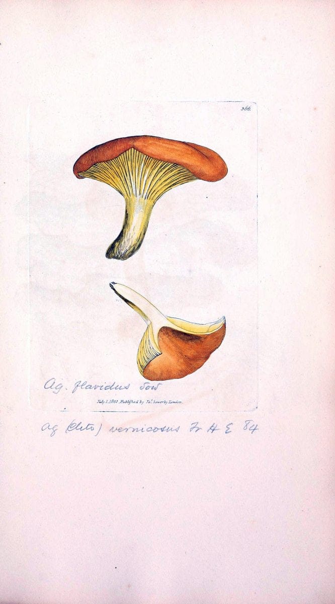 Coloured figures of English fungi or mushrooms. London,Printed by J. Davis,1797-[1809]. | England Mushrooms  | Vintage Print Reproduction 450866