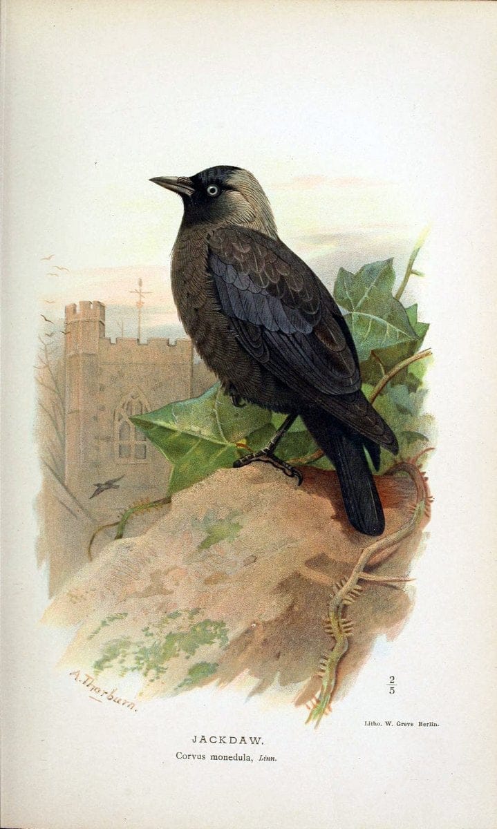 Coloured figures of the birds of the British Islands / issued by Lord Lilford. London :R | 59.82(42) Birds "Great Britain" "Pictorial works"  | Vintage Print Reproduction 450870