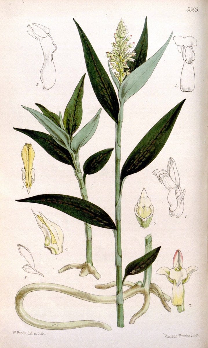 Curtis's botanical magazine. London ; New York [etc.] :Academic Press [etc.]. | "Botanical illustration" Botany Periodicals "Pictorial works" "Plants, Ornamental"  | Vintage Print Reproduction 450878