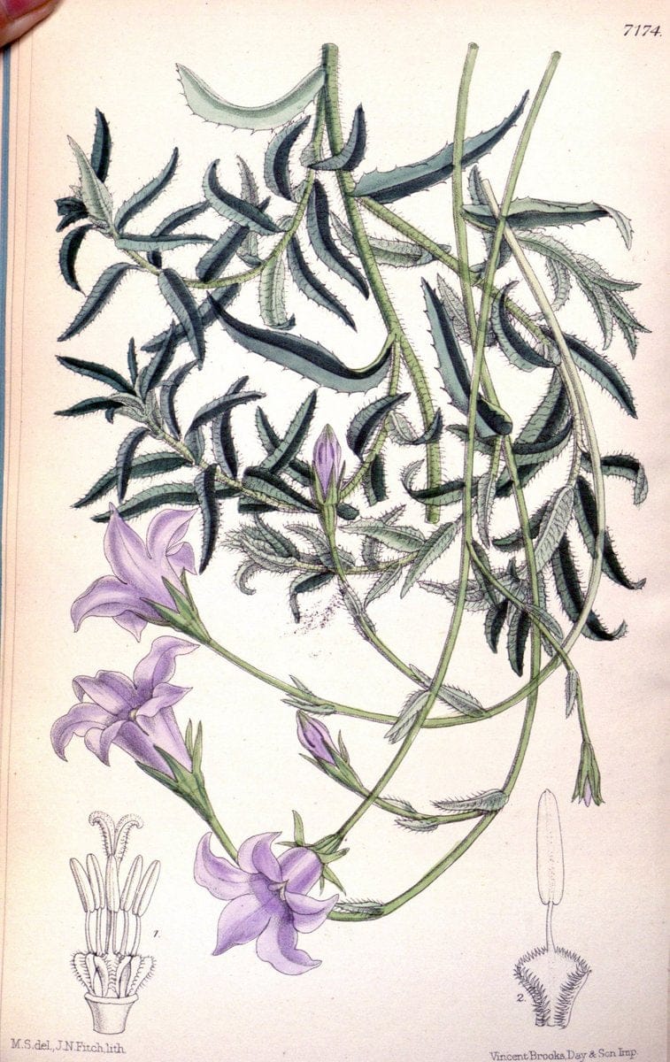 Curtis's botanical magazine. London ; New York [etc.] :Academic Press [etc.]. | "Botanical illustration" Botany Periodicals "Pictorial works" "Plants, Ornamental"  | Vintage Print Reproduction 450881