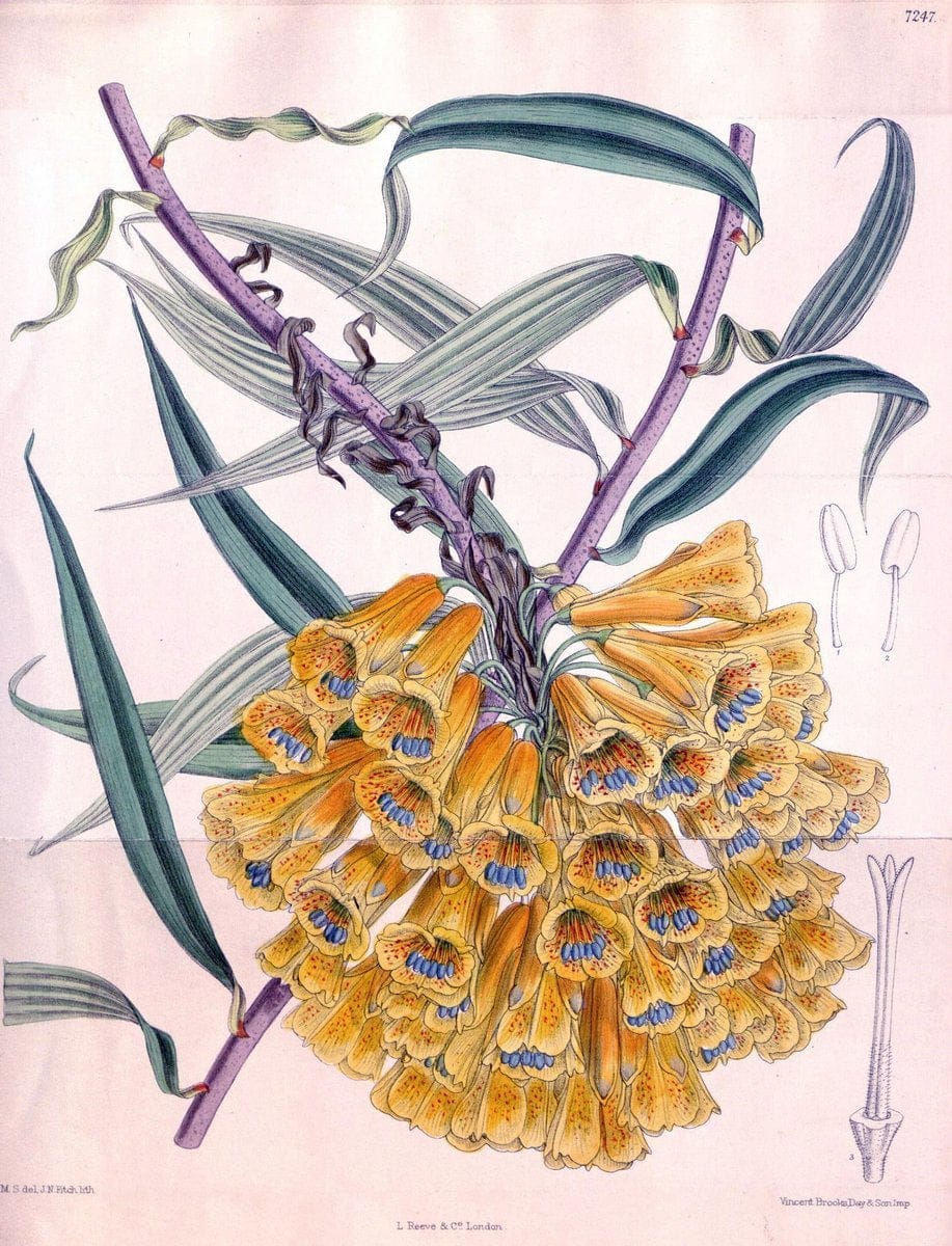 Dragable Image