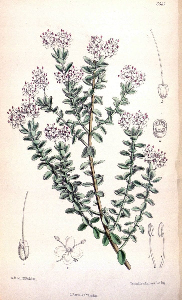 Curtis's botanical magazine. London ; New York [etc.] :Academic Press [etc.]. | "Botanical illustration" Botany Periodicals "Pictorial works" "Plants, Ornamental"  | Vintage Print Reproduction 450887
