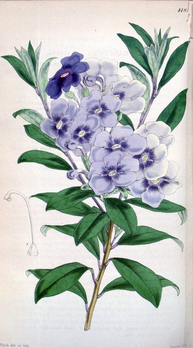 Curtis's botanical magazine. London ; New York [etc.] :Academic Press [etc.]. | "Botanical illustration" Botany Periodicals "Pictorial works" "Plants, Ornamental"  | Vintage Print Reproduction 450888