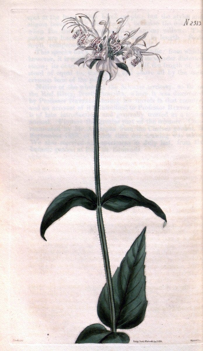 Curtis's botanical magazine. London ; New York [etc.] :Academic Press [etc.]. | "Botanical illustration" Botany Periodicals "Pictorial works" "Plants, Ornamental"  | Vintage Print Reproduction 450890