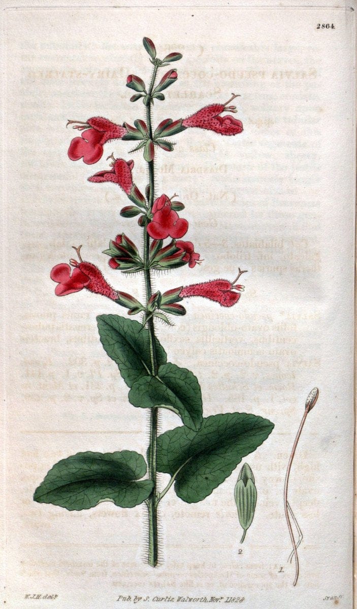 Curtis's botanical magazine. London ; New York [etc.] :Academic Press [etc.]. | "Botanical illustration" Botany Periodicals "Pictorial works" "Plants, Ornamental"  | Vintage Print Reproduction 450892