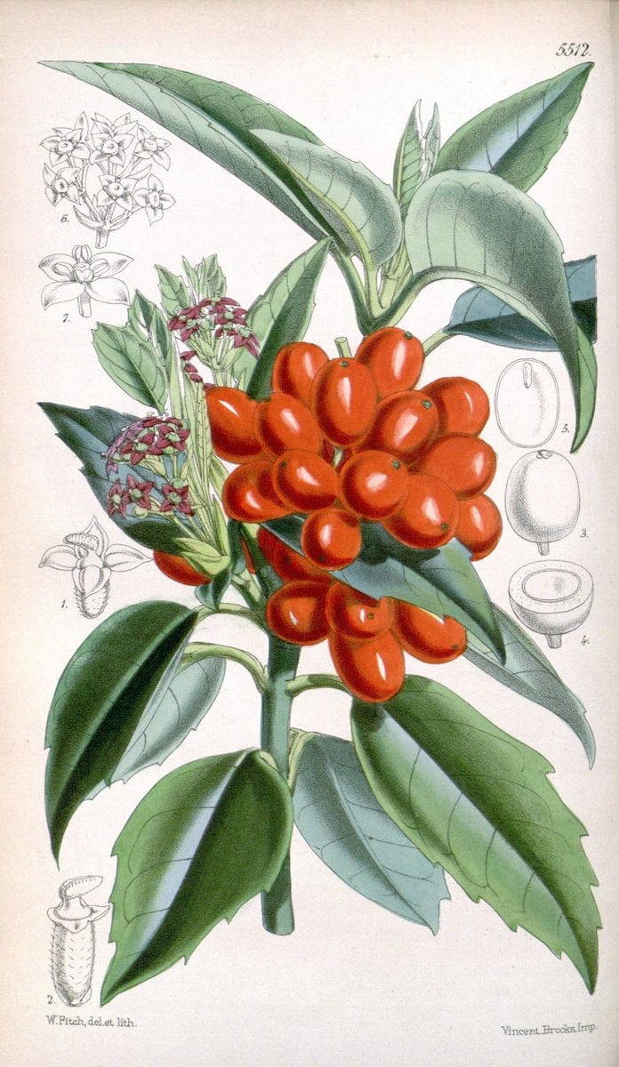Curtis's botanical magazine..London ;New York [etc.] :Academic Press [etc.]. |  | Vintage Print Reproduction 450894