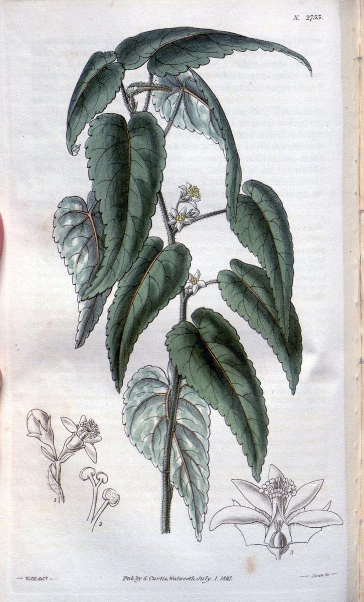 Curtis's botanical magazine..London ;New York [etc.] :Academic Press [etc.]. |  | Vintage Print Reproduction 450895