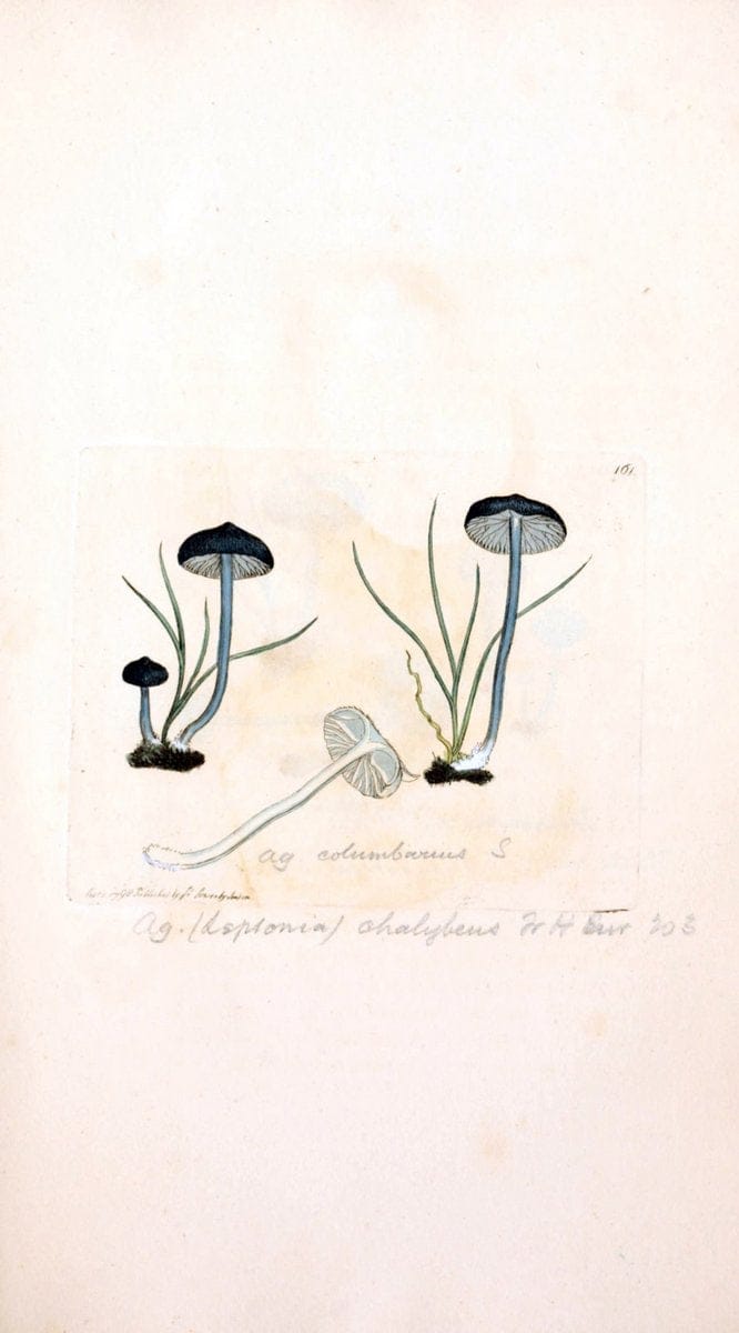 Coloured figures of English fungi or mushrooms. London,Printed by J. Davis,1797-[1809]. | England Mushrooms  | Vintage Print Reproduction 450898
