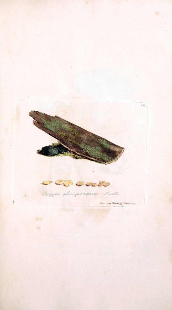 Coloured figures of English fungi or mushrooms. London,Printed by J. Davis,1797-[1809]. | England Mushrooms  | Vintage Print Reproduction 450900