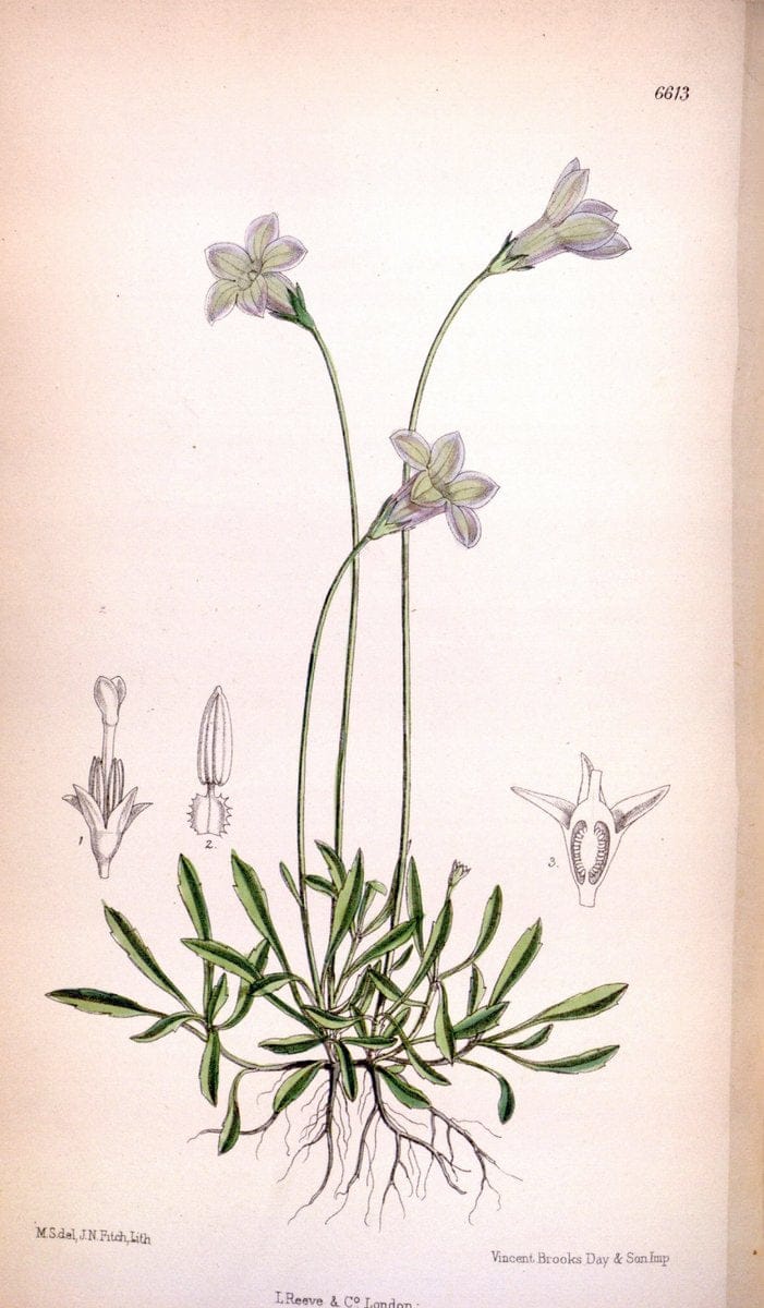 Curtis's botanical magazine. London ; New York [etc.] :Academic Press [etc.]. | "Botanical illustration" Botany Periodicals "Pictorial works" "Plants, Ornamental"  | Vintage Print Reproduction 450909