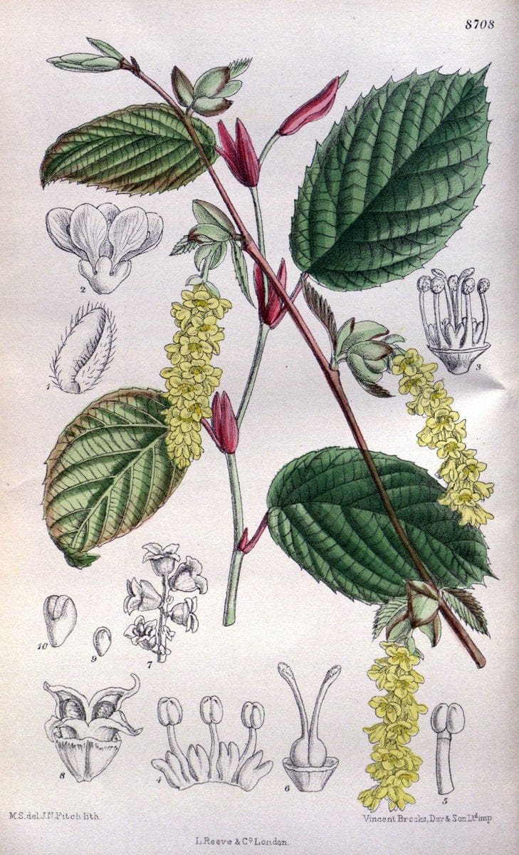 Curtis's botanical magazine. London ; New York [etc.] :Academic Press [etc.]. | "Botanical illustration" Botany Periodicals "Pictorial works" "Plants, Ornamental"  | Vintage Print Reproduction 450912