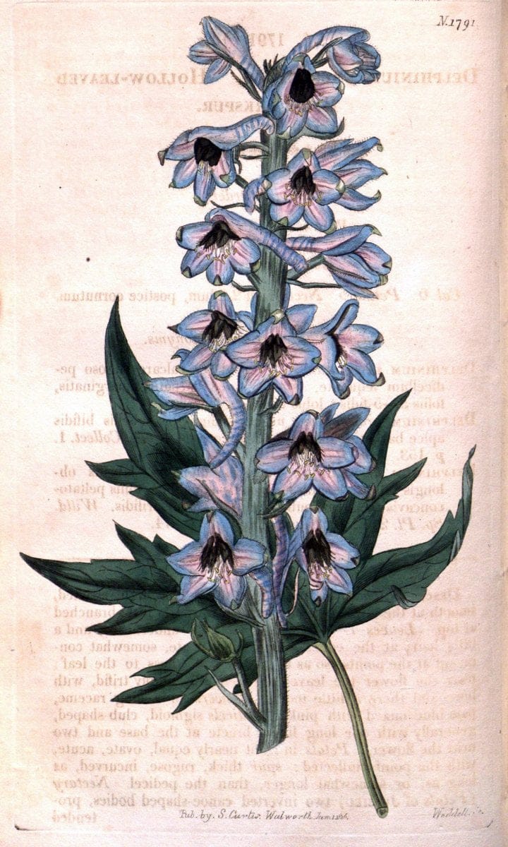 Curtis's botanical magazine. London ; New York [etc.] :Academic Press [etc.]. | "Botanical illustration" Botany Periodicals "Pictorial works" "Plants, Ornamental"  | Vintage Print Reproduction 450913