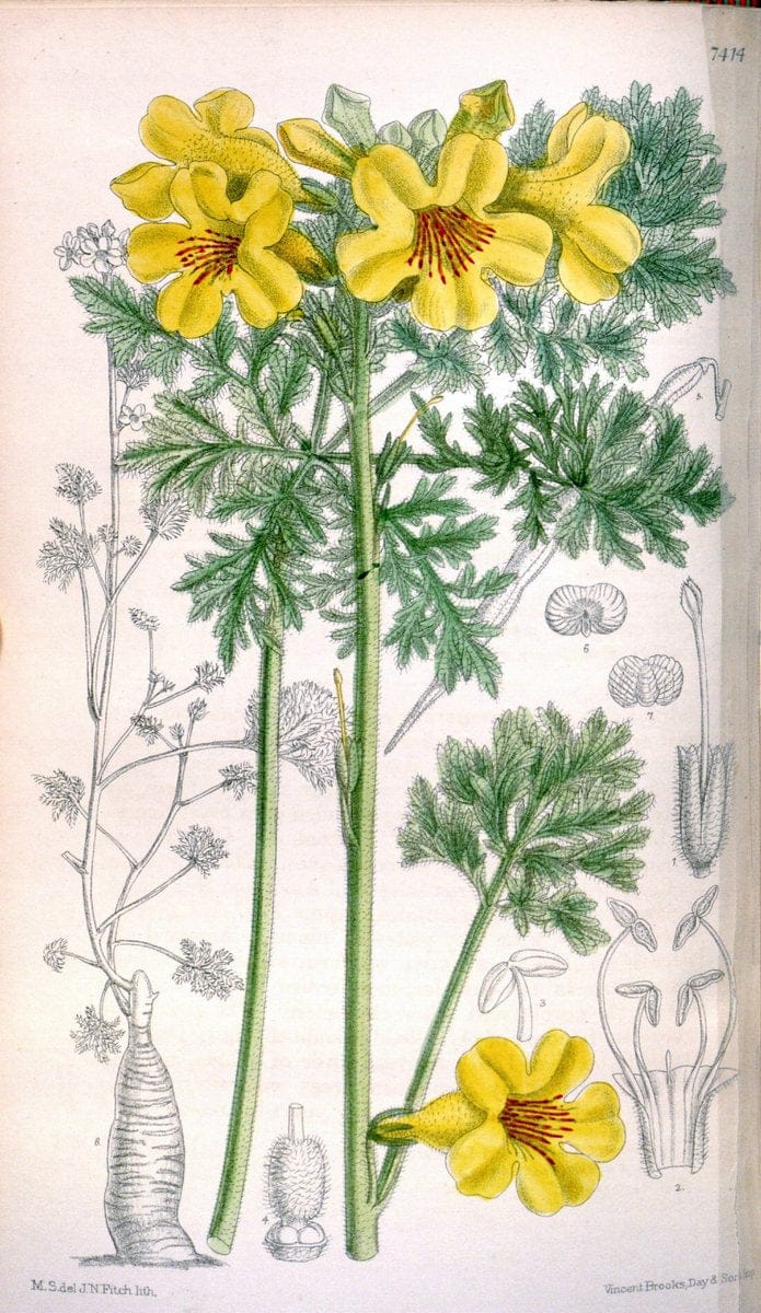 Curtis's botanical magazine. London ; New York [etc.] :Academic Press [etc.]. | "Botanical illustration" Botany Periodicals "Pictorial works" "Plants, Ornamental"  | Vintage Print Reproduction 450915