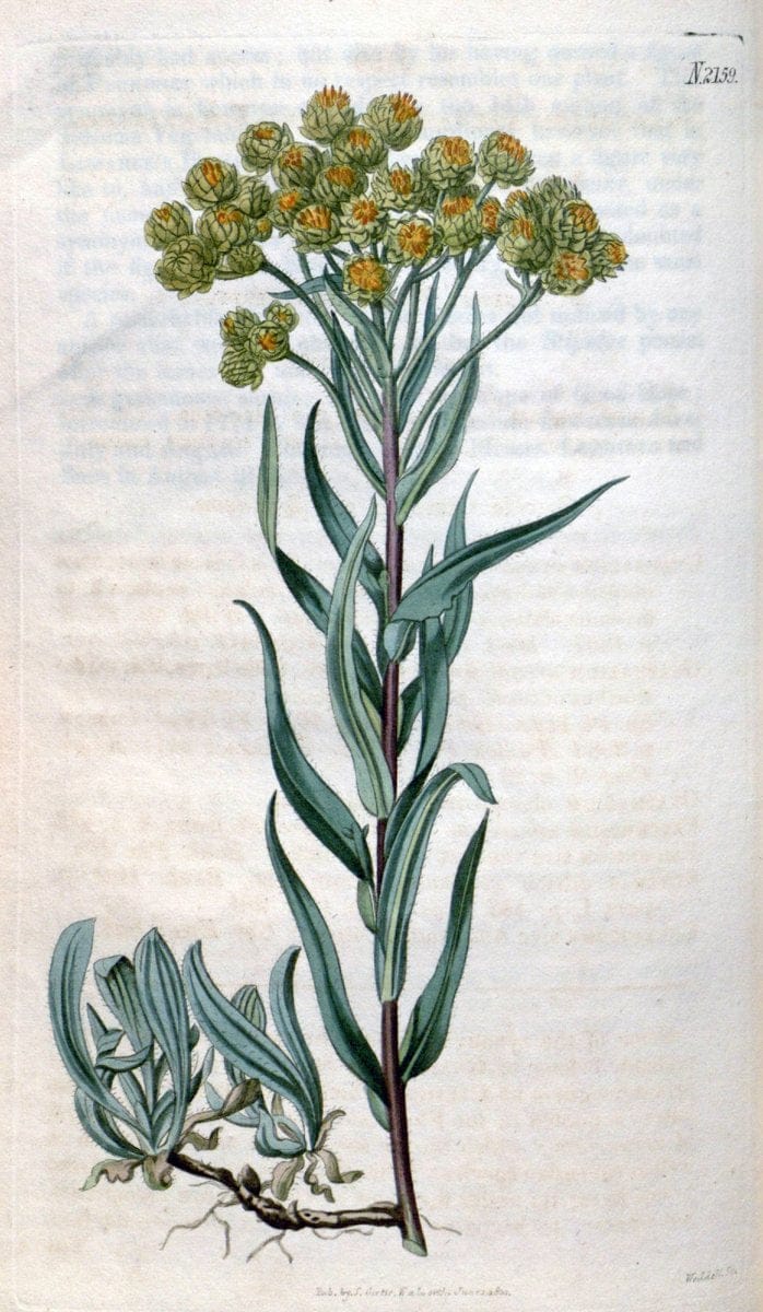 Curtis's botanical magazine. London ; New York [etc.] :Academic Press [etc.]. | "Botanical illustration" Botany Periodicals "Pictorial works" "Plants, Ornamental"  | Vintage Print Reproduction 450921