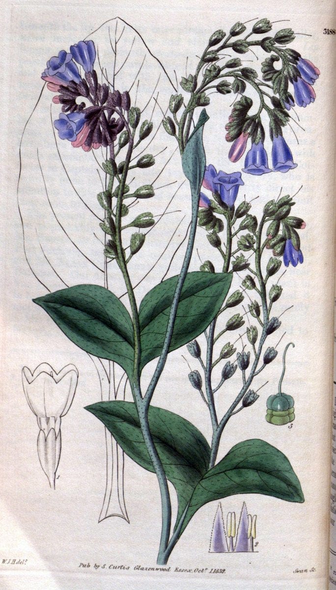 Curtis's botanical magazine. London ; New York [etc.] :Academic Press [etc.]. | "Botanical illustration" Botany Periodicals "Pictorial works" "Plants, Ornamental"  | Vintage Print Reproduction 450926