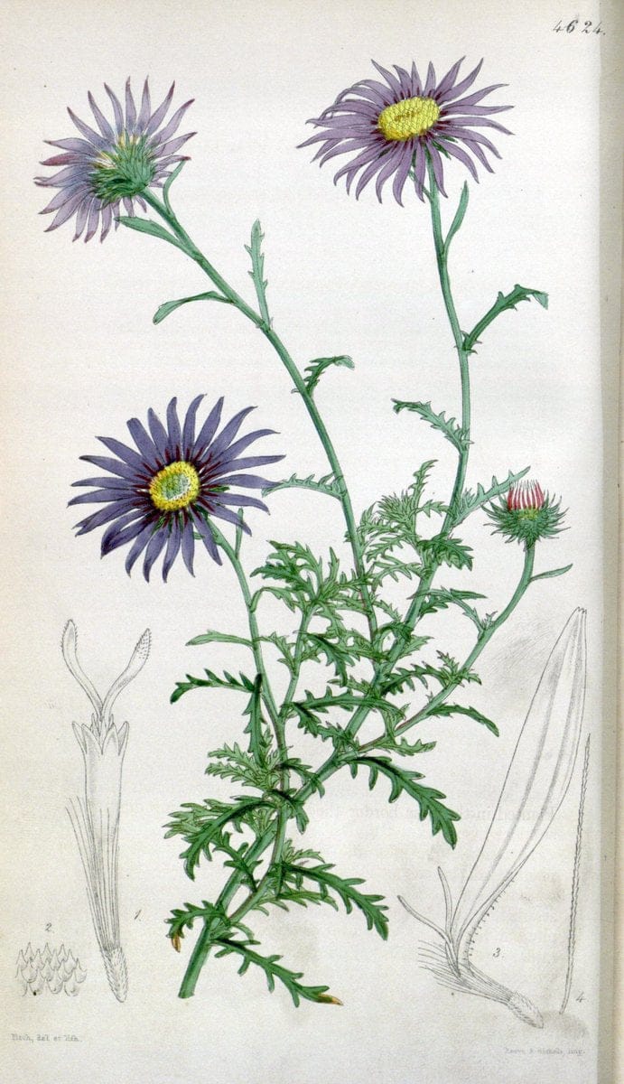 Curtis's botanical magazine. London ; New York [etc.] :Academic Press [etc.]. | "Botanical illustration" Botany Periodicals "Pictorial works" "Plants, Ornamental"  | Vintage Print Reproduction 450931