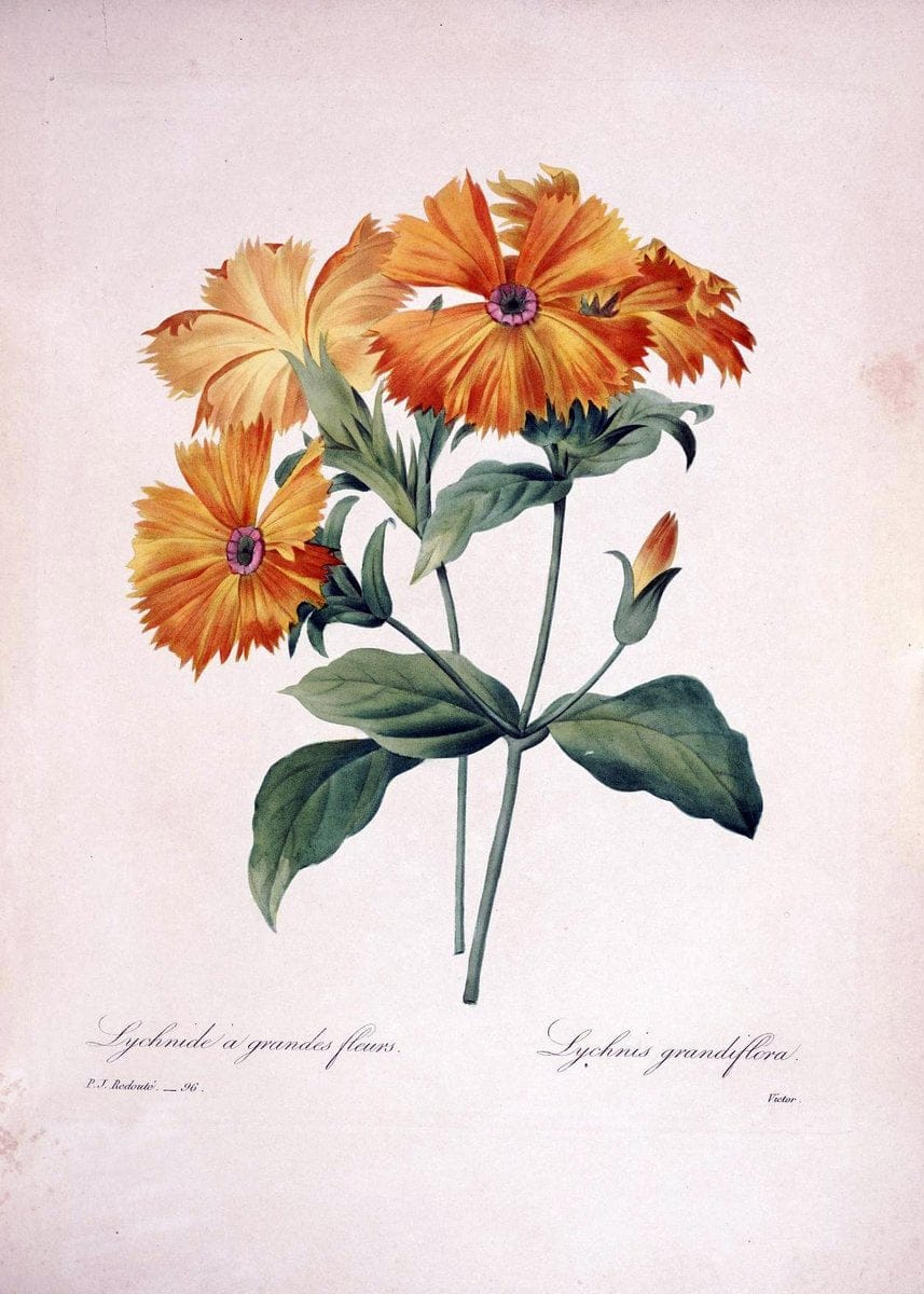 Choix des plus belles fleurs :.Paris:Ernest Panckoucke,[1833].. |  | Vintage Print Reproduction 450934