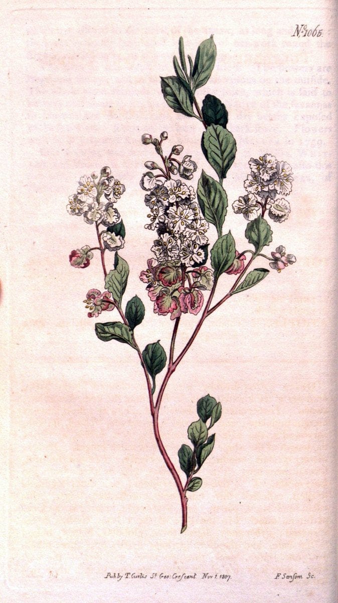 Curtis's botanical magazine. London ; New York [etc.] :Academic Press [etc.]. | "Botanical illustration" Botany Periodicals "Pictorial works" "Plants, Ornamental"  | Vintage Print Reproduction 450935
