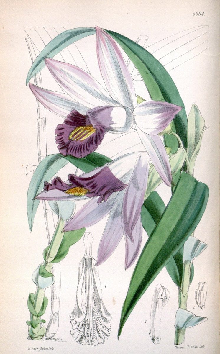Curtis's botanical magazine. London ; New York [etc.] :Academic Press [etc.]. | "Botanical illustration" Botany Periodicals "Pictorial works" "Plants, Ornamental"  | Vintage Print Reproduction 450939