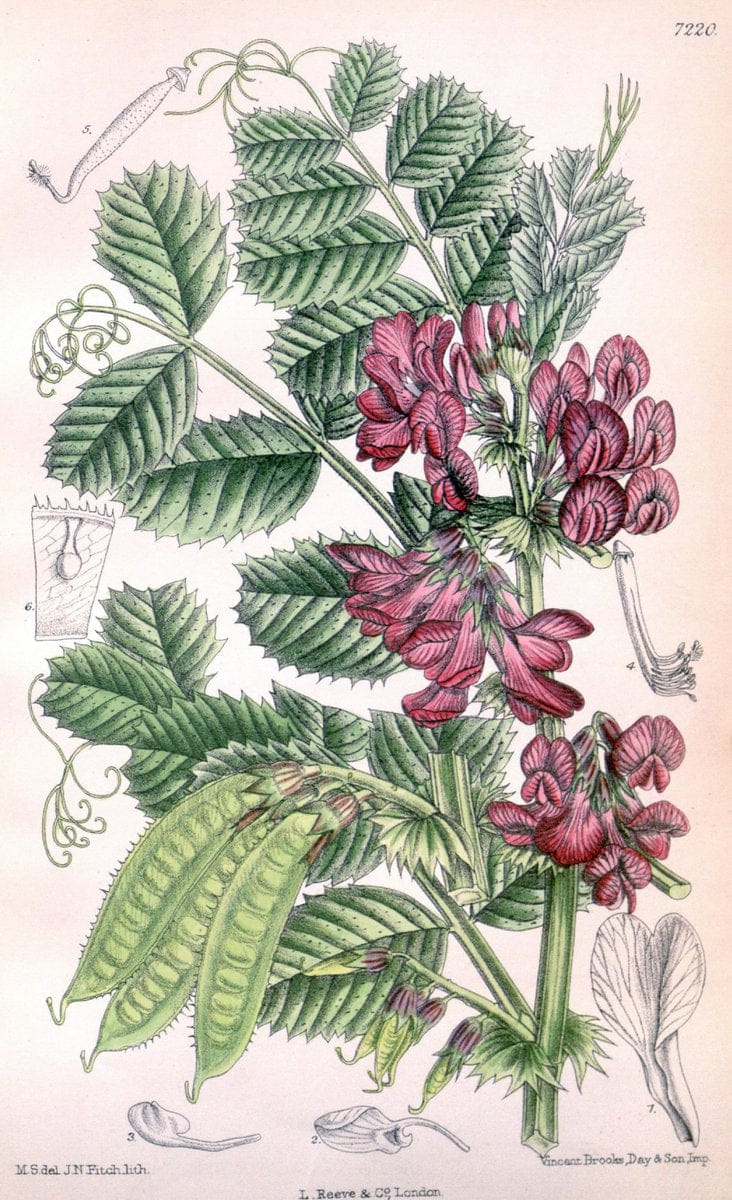 Curtis's botanical magazine. London ; New York [etc.] :Academic Press [etc.]. | "Botanical illustration" Botany Periodicals "Pictorial works" "Plants, Ornamental"  | Vintage Print Reproduction 450940