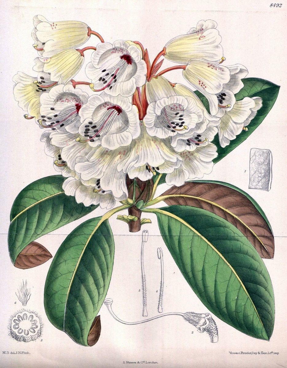 Curtis's botanical magazine. London ; New York [etc.] :Academic Press [etc.]. | "Botanical illustration" Botany Periodicals "Pictorial works" "Plants, Ornamental"  | Vintage Print Reproduction 450943