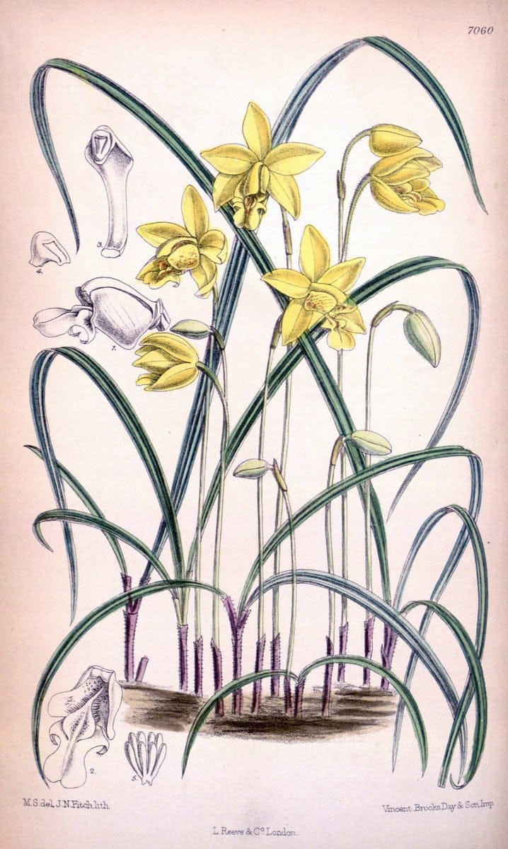 Curtis's botanical magazine. London ; New York [etc.] :Academic Press [etc.]. | "Botanical illustration" Botany Periodicals "Pictorial works" "Plants, Ornamental"  | Vintage Print Reproduction 450945