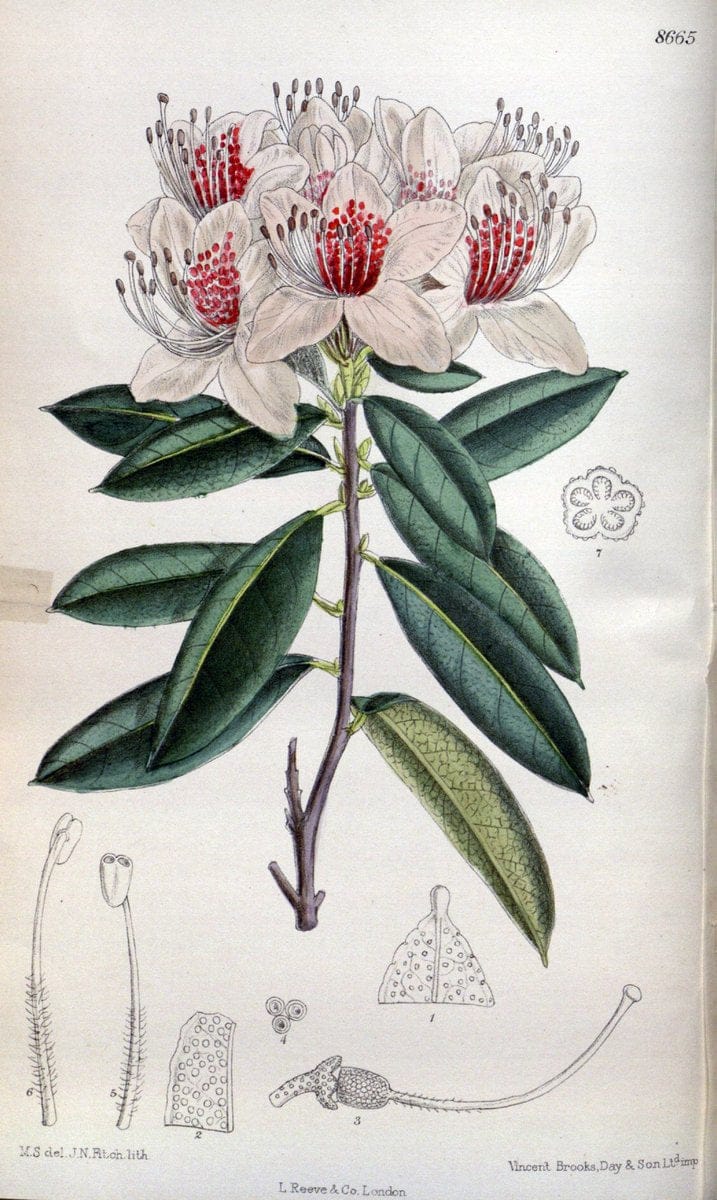 Curtis's botanical magazine. London ; New York [etc.] :Academic Press [etc.]. | "Botanical illustration" Botany Periodicals "Pictorial works" "Plants, Ornamental"  | Vintage Print Reproduction 450946