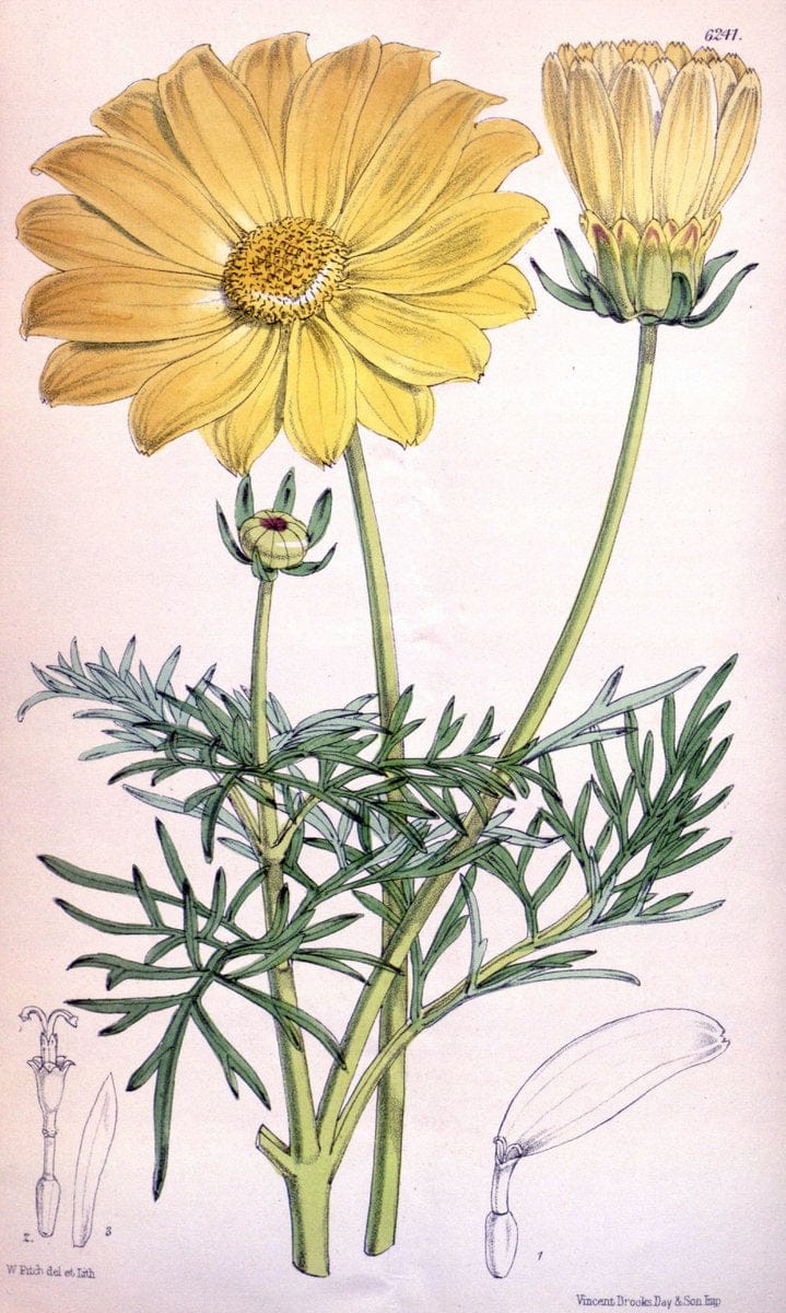 Curtis's botanical magazine. London ; New York [etc.] :Academic Press [etc.]. | "Botanical illustration" Botany Periodicals "Pictorial works" "Plants, Ornamental"  | Vintage Print Reproduction 450950