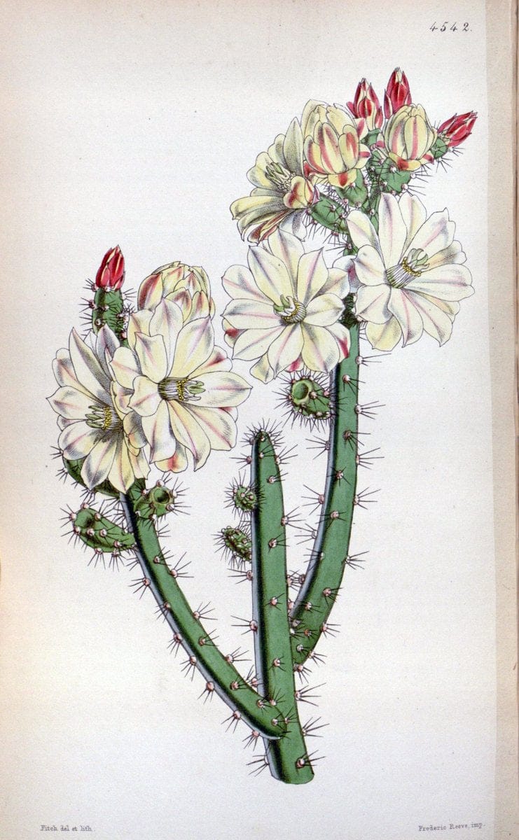 Curtis's botanical magazine. London ;New York [etc.] :Academic Press [etc.]. | Botany Periodicals "Pictorial works"  | Vintage Print Reproduction 450954