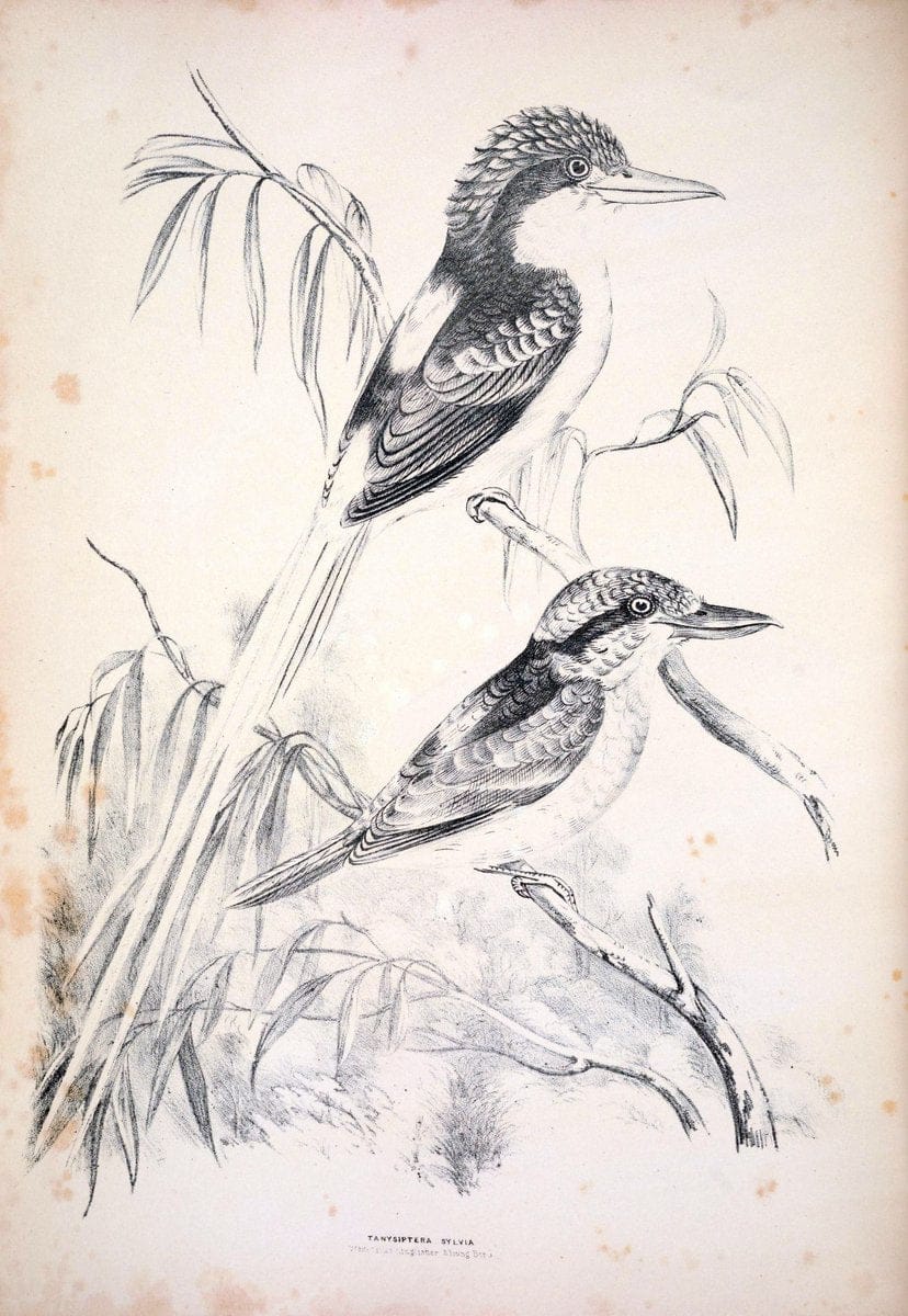 Companion to Gould's Handbook; or, Synopsis of the birds of Australia. Brisbane,Thorne & Greenwell,1877.  | Australia Birds | Vintage Print Reproduction 450961